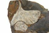 Four Paleocene Fossil Ginkgo Leaves - North Dakota #290798-1